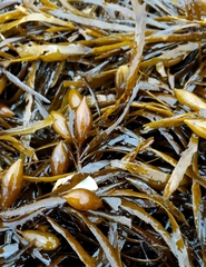 Phyllospora comosa