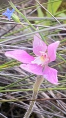 Caladenia latifolia
