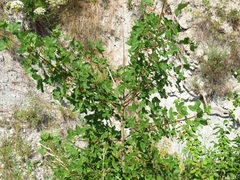 Acer monspessulanum