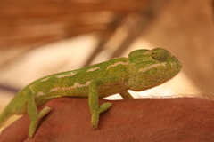 Chamaeleo chamaeleon chamaeleon
