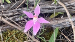 Caladenia latifolia