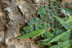 Euphorbia garanbiensis