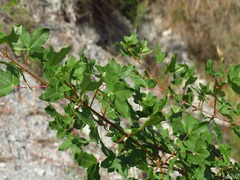 Acer monspessulanum