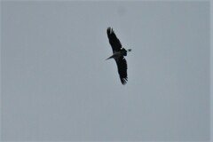 Leptoptilos crumenifer