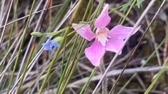 Caladenia latifolia