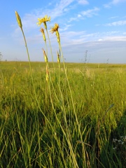 Pseudopodospermum strictum