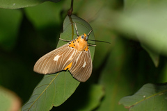 Asota plaginota