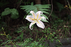 Lilium auratum