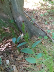 Cephalanthera damasonium