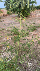 Sesbania cannabina