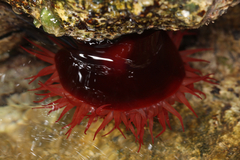 Actinia mediterranea