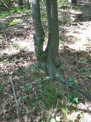 Cephalanthera damasonium