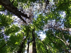 Cephalanthera damasonium