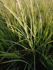 Pseudopodospermum strictum