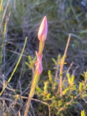 Caladenia latifolia