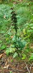Epipactis helleborine