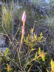Caladenia latifolia