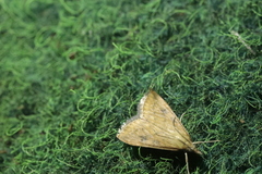 Udea ferrugalis