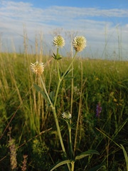 Trifolium montanum