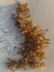 Sargassum