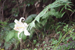 Lilium auratum