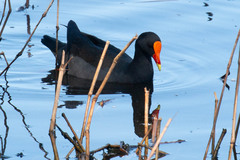 Gallinula tenebrosa
