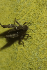Tetrix tenuicornis