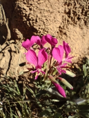 Pelargonium incrassatum