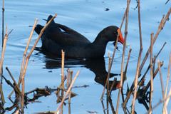 Gallinula tenebrosa