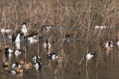 Anseranas semipalmata
