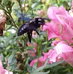Xylocopa