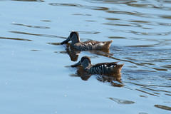 Malacorhynchus membranaceus