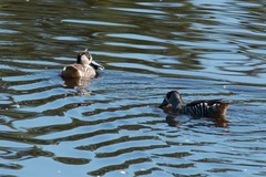 Malacorhynchus membranaceus