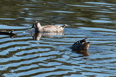 Malacorhynchus membranaceus