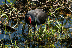 Porphyrio melanotus