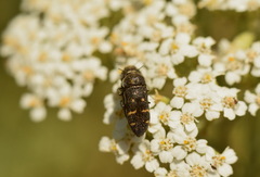 Acmaeoderella flavofasciata