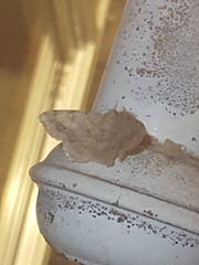 Digrammia ocellinata