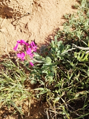 Pelargonium incrassatum