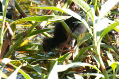 Porphyrio melanotus