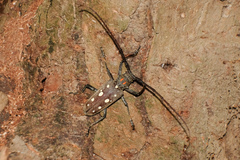Batocera rubus