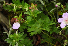 Geranium hayatanum