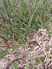 Thysanotus patersonii