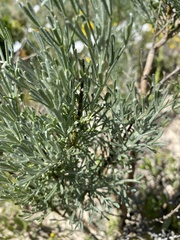 Artemisia tripartita