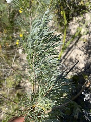 Artemisia tripartita