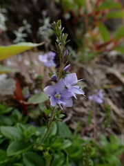 Veronica morrisonicola
