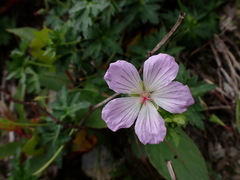 Geranium hayatanum