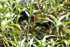 Porphyrio melanotus