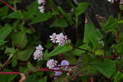 Persicaria runcinata