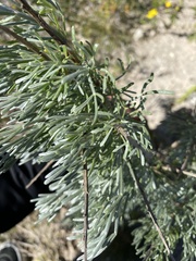 Artemisia tripartita