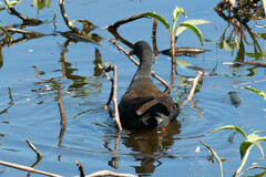 Gallinula tenebrosa